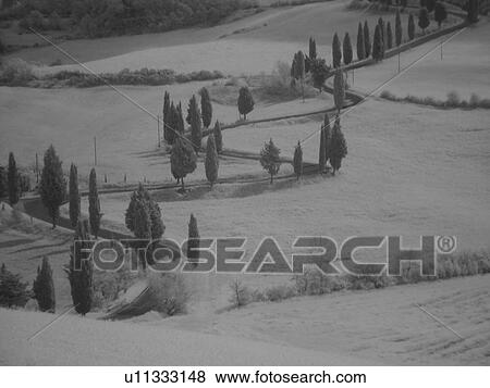 Tuscany, Italy, Monticchiello, Toscana, Europe, Tall thin cypress trees line a winding road outside the town of Monticchiello. View Large Photo Image Stock Photo - Tuscany, Italy, Monticchiello, Toscana, Europe, Tall thin cypress trees line a winding road outside the town of Monticchiello.. Fotosearch