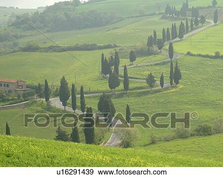 Tuscany, Italy, Monticchiello, Toscana, Europe, Tall thin cypress trees line a winding road outside the town of Monticchiello. View Large Photo Image Stock Photo - Tuscany, Italy, Monticchiello, Toscana, Europe, Tall thin cypress trees line a winding road outside the town of Monticchiello.. Fotosearch