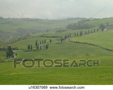 Tuscany, Italy, Monticchiello, Toscana, Europe, Tall thin cypress trees line a winding road outside the town of Monticchiello. View Large Photo Image Stock Photo - Tuscany, Italy, Monticchiello, Toscana, Europe, Tall thin cypress trees line a winding road outside the town of Monticchiello.. Fotosearch