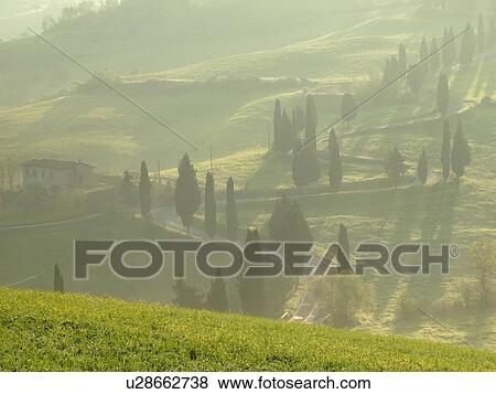 Tuscany, Italy, Monticchiello, Toscana, Europe, Tall thin cypress trees line a winding road outside the town of Monticchiello. View Large Photo Image Stock Photo - Tuscany, Italy, Monticchiello, Toscana, Europe, Tall thin cypress trees line a winding road outside the town of Monticchiello.. Fotosearch