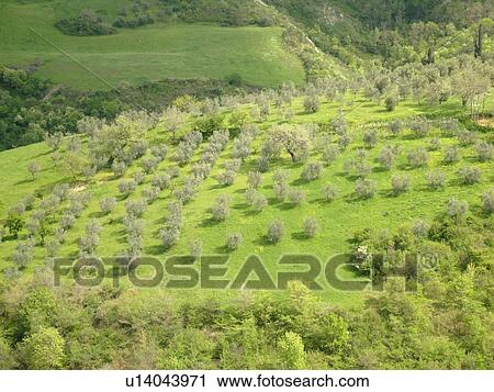 Tuscany, Italy, near Volterra, Toscana, Europe, Olive groves in the scenic countryside of Tuscany near Volterra. View Large Photo Image Stock Image - Tuscany, Italy, near Volterra, Toscana, Europe, Olive groves in the scenic countryside of Tuscany near Volterra.. Fotosearch
