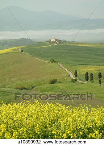 Tuscany, Italy, Pienza, Toscana, Europe, A long dirt driveway leads up to a Tuscan home in the scenic countryside of Tuscany. View Large Photo Image Stock Image - Tuscany, Italy, Pienza, Toscana, Europe, A long dirt driveway leads up to a Tuscan home in the scenic countryside of Tuscany.. Fotosearch