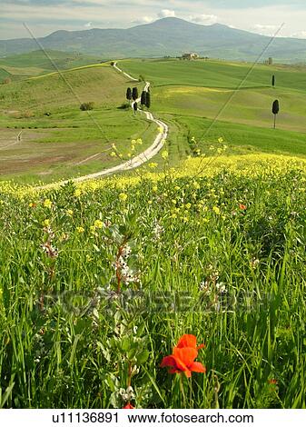 Tuscany, Italy, Pienza, Toscana, Europe, Long dirt driveway leads to a Tuscan home in the countryside of Tuscany in Pienza. View Large Photo Image Stock Image - Tuscany, Italy, Pienza, Toscana, Europe, Long dirt driveway leads to a Tuscan home in the countryside of Tuscany in Pienza.. Fotosearch