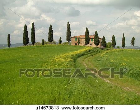 Tuscany, Italy, Pienza, Toscana, Europe, Tuscan home surrounded by cypress trees in the countryside of Tuscany in Pienza. View Large Photo Image Stock Image - Tuscany, Italy, Pienza, Toscana, Europe, Tuscan home surrounded by cypress trees in the countryside of Tuscany in Pienza.. Fotosearch
