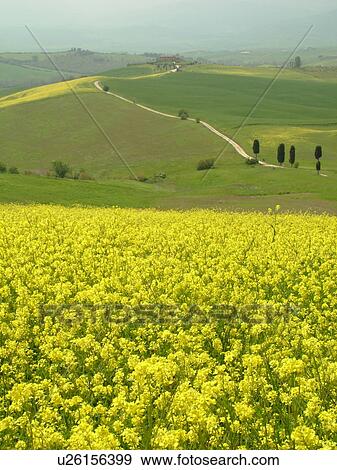 Tuscany, Italy, Pienza, Toscana, Europe, Scenic countryside of Tuscany in Pienza. View Large Photo Image Stock Photo -  Tuscany, Italy, Pienza, Toscana, Europe, Scenic countryside of Tuscany in Pienza.. Fotosearch