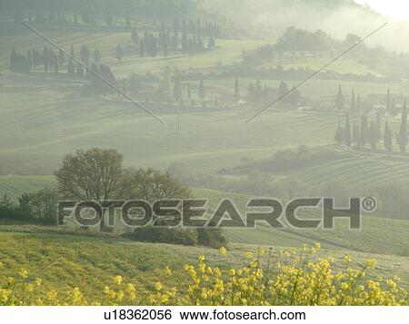 Tuscany, Italy, Pienza, Toscana, Europe, Tall thin cypress trees line a winding road outside Pienza. View Large Photo Image Stock Photograph - Tuscany, Italy, Pienza, Toscana, Europe, Tall thin cypress trees line a winding road outside Pienza.. Fotosearch