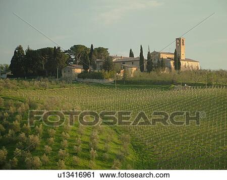 Tuscany, Italy, San Gimignano, Toscana, Europe, Olive groves along the scenic countryside of Tuscany in San Gimignano. View Large Photo Image Stock Image - Tuscany, Italy, San Gimignano, Toscana, Europe, Olive groves along the scenic countryside of Tuscany in San Gimignano.. Fotosearch