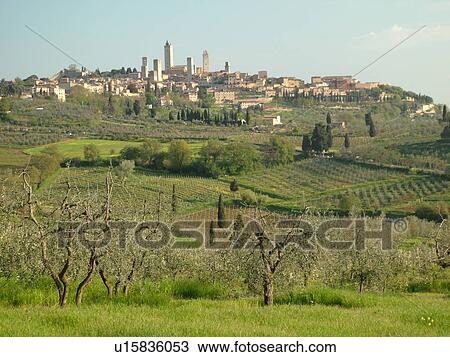 Tuscany, Italy, San Gimignano, Toscana, Europe, View of the medieval town of San Gimignano from the Olive groves in the countryside of Tuscany. View Large Photo Image Stock Image - Tuscany, Italy, San Gimignano, Toscana, Europe, View of the medieval town of San Gimignano from the Olive groves in the countryside of Tuscany.. Fotosearch