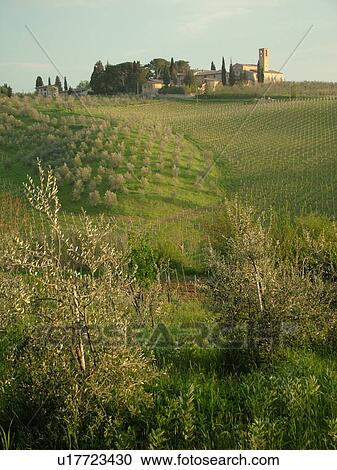 Tuscany, Italy, San Gimignano, Toscana, Europe, Olive groves along the scenic countryside of Tuscany in San Gimignano. View Large Photo Image Stock Image - Tuscany, Italy, San Gimignano, Toscana, Europe, Olive groves along the scenic countryside of Tuscany in San Gimignano.. Fotosearch