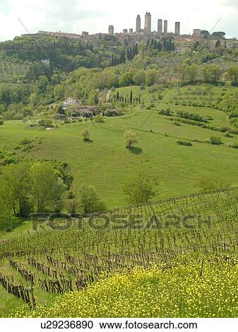 Tuscany, Italy, San Gimignano, Toscana, Europe, Scenic view of the medieval town of San Gimignano and the vineyards of the Chianti Region. View Large Photo Image Stock Image - Tuscany, Italy, San Gimignano, Toscana, Europe, Scenic view of the medieval town of San Gimignano and the vineyards of the Chianti Region.. Fotosearch