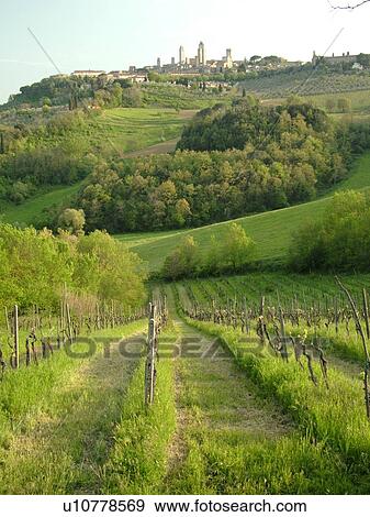 Tuscany, Italy, San Gimignano, Toscana, Europe, Scenic view of the medieval town of San Gimignano and the vineyards of the Chianti Region. View Large Photo Image Stock Photo - Tuscany, Italy, San Gimignano, Toscana, Europe, Scenic view of the medieval town of San Gimignano and the vineyards of the Chianti Region.. Fotosearch
