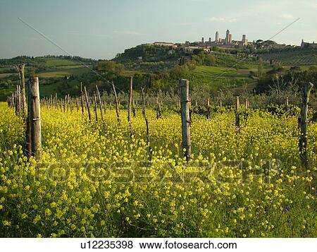 Stock Photo -  Tuscany, Italy, San Gimignano, Toscana, Europe, Scenic view of the medieval town of San Gimignano and the vineyards of the Chianti Region.. Fotosearch