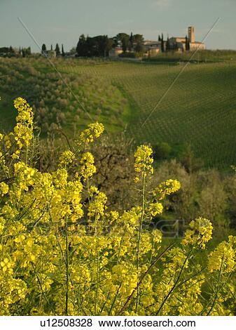 Tuscany, Italy, San Gimignano, Toscana, Europe, Olive groves along the scenic countryside of Tuscany in San Gimignano. View Large Photo Image Stock Photo - Tuscany, Italy, San Gimignano, Toscana, Europe, Olive groves along the scenic countryside of Tuscany in San Gimignano.. Fotosearch