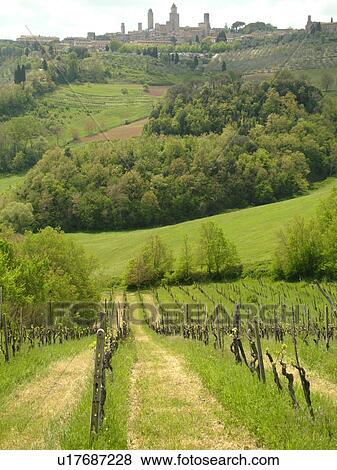 Stock Photo -  Tuscany, Italy, San Gimignano, Toscana, Europe, Scenic view of the medieval town of San Gimignano and the vineyards of the Chianti Region.. Fotosearch
