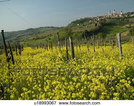 Stock Photo -  Tuscany, Italy, San Gimignano, Toscana, Europe, Scenic view of the medieval town of San Gimignano and the vineyards of the Chianti Region.. Fotosearch