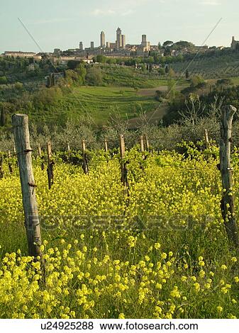 Tuscany, Italy, San Gimignano, Toscana, Europe, Scenic view of the medieval town of San Gimignano and the vineyards of the Chianti Region. View Large Photo Image Stock Photo - Tuscany, Italy, San Gimignano, Toscana, Europe, Scenic view of the medieval town of San Gimignano and the vineyards of the Chianti Region.. Fotosearch