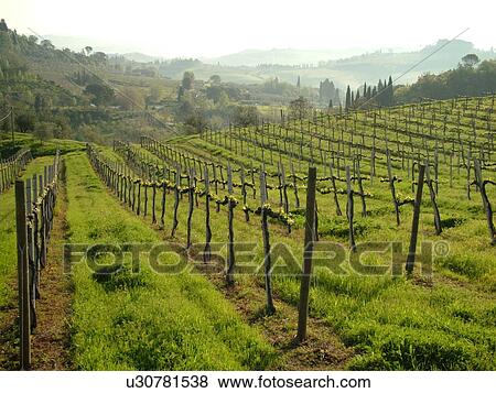 Stock Photo -  Tuscany, Italy, San Gimignano, Toscana, Europe, Vineyards in the scenic countryside of San Gimignano in Tuscany.. Fotosearch