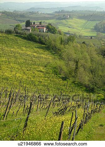 Tuscany, Italy, San Gimignano, Toscana, Europe, Scenic view of a Tuscan farmhouse in the countryside of San Gimignano in Tuscany. View Large Photo Image Stock Photograph - Tuscany, Italy, San Gimignano, Toscana, Europe, Scenic view of a Tuscan farmhouse in the countryside of San Gimignano in Tuscany.. Fotosearch