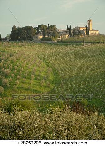 Tuscany, Italy, San Gimignano, Toscana, Europe, Olive groves along the scenic countryside of Tuscany in San Gimignano. View Large Photo Image Stock Photograph - Tuscany, Italy, San Gimignano, Toscana, Europe, Olive groves along the scenic countryside of Tuscany in San Gimignano.. Fotosearch