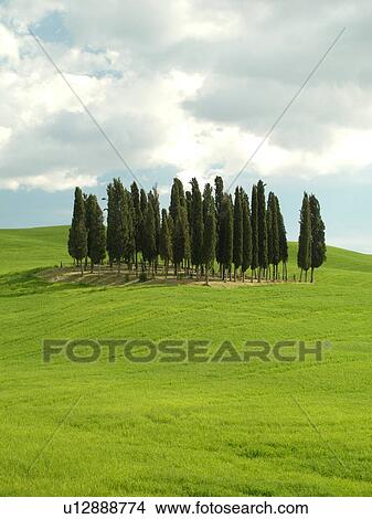 Tuscany, Italy, San Quirico d'Orcia, Toscana, Europe, Cluster of Cypress trees in a lush green field in the countryside of Tuscany. View Large Photo Image Picture - Tuscany, Italy, San Quirico d'Orcia, Toscana, Europe, Cluster of Cypress trees in a lush green field in the countryside of Tuscany.. Fotosearch