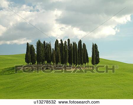 Tuscany, Italy, San Quirico d'Orcia, Toscana, Europe, Cluster of Cypress trees in a lush green field in the countryside of Tuscany. View Large Photo Image Stock Image - Tuscany, Italy, San Quirico d'Orcia, Toscana, Europe, Cluster of Cypress trees in a lush green field in the countryside of Tuscany.. Fotosearch