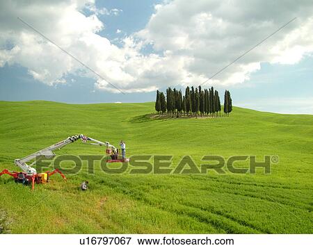Tuscany, Italy, San Quirico d'Orcia, Toscana, Europe, Photographer on a lift taking pictures of a cluster of Cypress trees in a lush green field in the countryside of Tuscany. View Large Photo Image Stock Photo - Tuscany, Italy, San Quirico d'Orcia, Toscana, Europe, Photographer on a lift taking pictures of a cluster of Cypress trees in a lush green field in the countryside of Tuscany.. Fotosearch