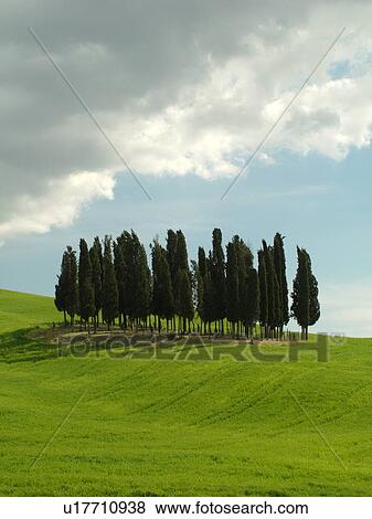 Tuscany, Italy, San Quirico d'Orcia, Toscana, Europe, Cluster of Cypress trees in a lush green field in the countryside of Tuscany. View Large Photo Image Stock Photo - Tuscany, Italy, San Quirico d'Orcia, Toscana, Europe, Cluster of Cypress trees in a lush green field in the countryside of Tuscany.. Fotosearch