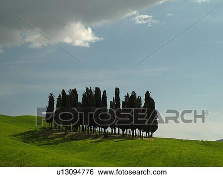 Stock Photograph -  Tuscany, Italy, San Quirico d'Orcia, Toscana, Europe, Cluster of Cypress trees in a lush green field in the countryside of Tuscany.. Fotosearch