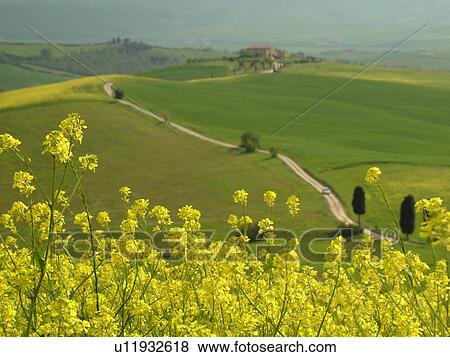Tuscany, Italy, Toscana, Pienza, Europe, Long dirt driveway leads to a Tuscan home in the scenic countryside of Tuscany in Pienza. View Large Photo Image Stock Photo -  Tuscany, Italy, Toscana, Pienza, Europe, Long dirt driveway leads to a Tuscan home in the scenic countryside of Tuscany in Pienza.. Fotosearch