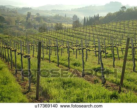 Stock Image -  Tuscany, San Gimignano, Italy, Toscana, Europe, Vineyards in the scenic countryside of San Gimignano in Tuscany in the spring.. Fotosearch