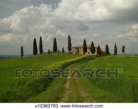 Tuscany, Toscana, Italy, Pienza, Europe, Tuscan home surrounded by cypress trees in the countryside of Tuscany in Pienza. View Large Photo Image Stock Image - Tuscany, Toscana, Italy, Pienza, Europe, Tuscan home surrounded by cypress trees in the countryside of Tuscany in Pienza.. Fotosearch