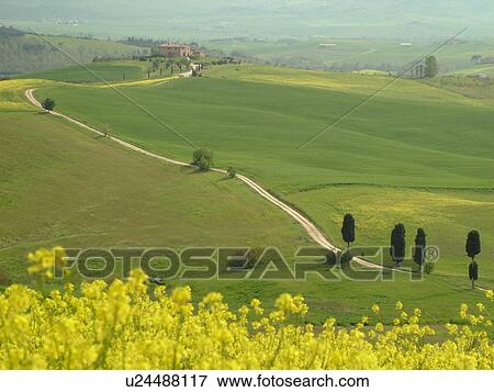 Tuscany, Toscana, Italy, Pienza, Europe, Long dirt driveway leads to a Tuscan home in the scenic countryside of Tuscany in Pienza. View Large Photo Image Stock Photo - Tuscany, Toscana, Italy, Pienza, Europe, Long dirt driveway leads to a Tuscan home in the scenic countryside of Tuscany in Pienza.. Fotosearch
