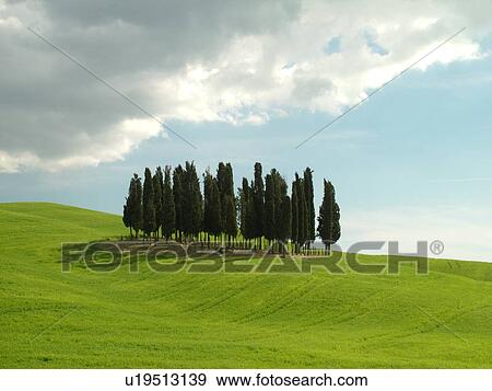 Tuscany, Toscana, Italy, San Quirico d'Orcia, Europe, Cluster of Cypress trees in a lush green field in the countryside of Tuscany. View Large Photo Image Stock Photo - Tuscany, Toscana, Italy, San Quirico d'Orcia, Europe, Cluster of Cypress trees in a lush green field in the countryside of Tuscany.. Fotosearch