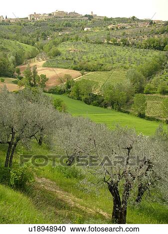 Umbria, Italy, Montefalco, Europe, Scenic view of the medieval walled city on Montefalco and the greenish-grey olive trees on the hillsides of Umbria. View Large Photo Image Stock Image - Umbria, Italy, Montefalco, Europe, Scenic view of the medieval walled city on Montefalco and the greenish-grey olive trees on the hillsides of Umbria.. Fotosearch