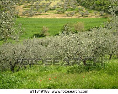 Stock Photo -  Umbria, Italy, Montefalco, Europe, Scenic view of the greenish-grey olive trees on the hillsides of Umbria in Montefalco.. Fotosearch