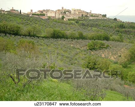 Umbria, Italy, Montefalco, Europe, Scenic view of the medieval walled city on Montefalco and the greenish-grey olive trees on the hillsides of Umbria. View Large Photo Image Stock Photo - Umbria, Italy, Montefalco, Europe, Scenic view of the medieval walled city on Montefalco and the greenish-grey olive trees on the hillsides of Umbria.. Fotosearch