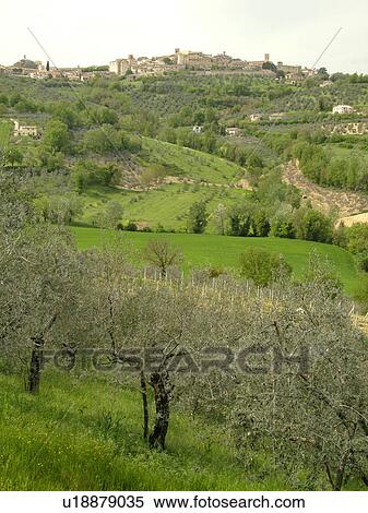 Stock Photography -  Umbria, Italy, Montefalco, Europe, Scenic view of the medieval walled city on Montefalco and the greenish-grey olive trees on the hillsides of Umbria.. Fotosearch