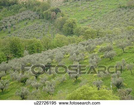Stock Photography -  Umbria, Italy, Montefalco, Europe, Olive groves on the hillside of Montefalco.. Fotosearch