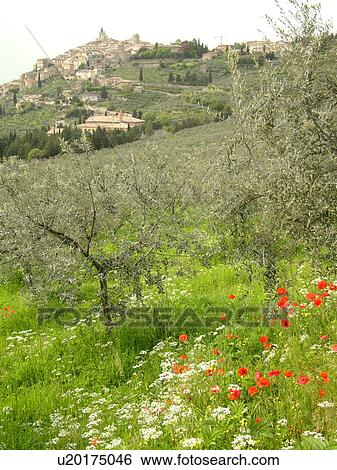 Stock Photograph -  Umbria, Italy, Trevi, Europe, Scenic view of the hilltop medieval town of Trevi and the greenish-grey olive trees on the hillsides of Umbria... Fotosearch