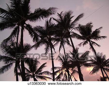 Waikiki, Honolulu, Oahu, HI, Hawaii, Kuhio Beach Park, Palm Trees, sunrise View Large Photo Image Stock Image - Waikiki, Honolulu, Oahu, HI, Hawaii, Kuhio Beach Park, Palm Trees, sunrise. Fotosearch