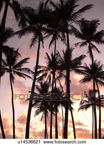 Stock Image -  Waikiki, Honolulu, Oahu, HI, Hawaii, Kuhio Beach Park, Palm Trees, sunrise. Fotosearch