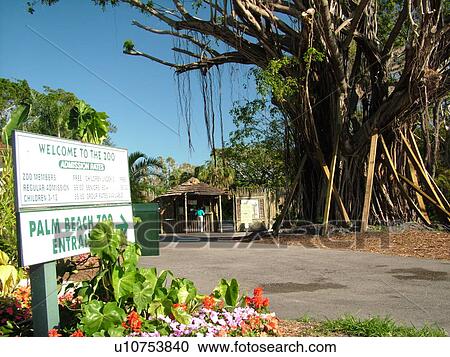 West Palm Beach, FL, Florida, Palm Beach Zoo, entrance View Large Photo Image Stock Image - West Palm Beach, FL, Florida, Palm Beach Zoo, entrance. Fotosearch