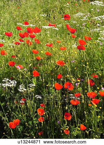 wildflowers, Tuscany, Italy, Cortona, Toscana, Europe, Field of wildflowers View Large Photo Image Stock Image - wildflowers, Tuscany, Italy, Cortona, Toscana, Europe, Field of wildflowers. Fotosearch