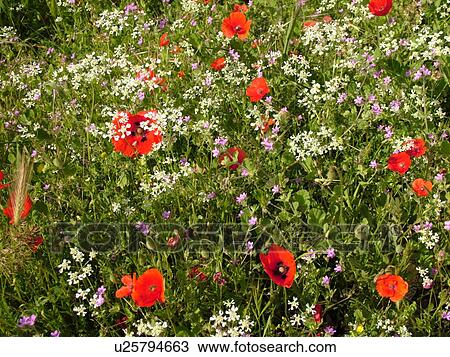 Stock Image -  wildflowers, Tuscany, Italy, Cortona, Toscana, Europe, Field of wildflowers. Fotosearch