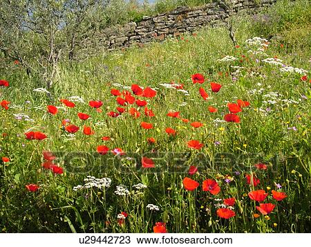wildflowers, Tuscany, Italy, Cortona, Toscana, Europe, Field of wildflowers View Large Photo Image Stock Image - wildflowers, Tuscany, Italy, Cortona, Toscana, Europe, Field of wildflowers. Fotosearch