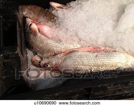 えら 岩 Wi ウィスコンシン ドア 半島 グリーンベイ 白い魚 死んだ 上に 氷 ストックイメージ U Fotosearch