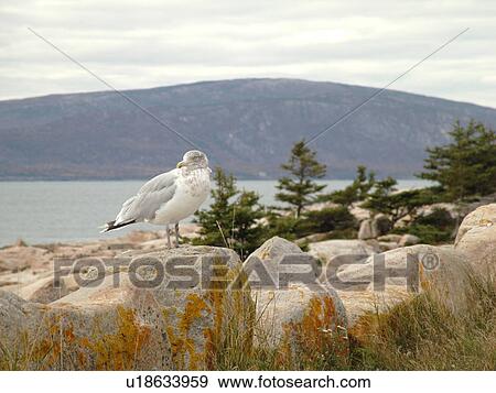 Stock Photo -  Acadia National Park, ME, Maine, Mount Desert Island, Atlantic Ocean, Frenchman Bay, Schoodic Peninsula, Schoodic Point, seagull. Fotosearch