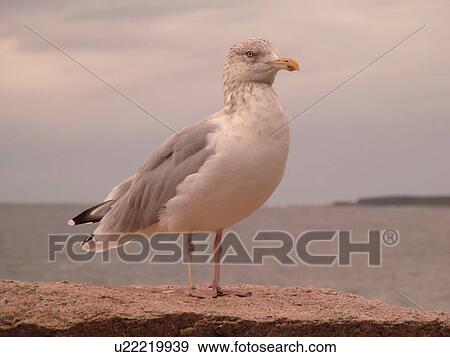 Stock Photo -  Acadia National Park, ME, Maine, Atlantic Ocean, Mount Desert Island, Hunters Head, seagull. Fotosearch