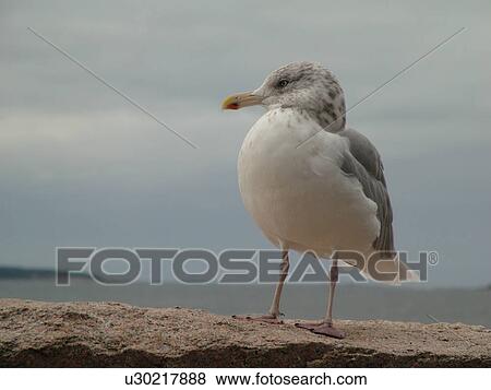 Acadia National Park, ME, Maine, Atlantic Ocean, Mount Desert Island, Hunters Head, seagull View Large Photo Image Stock Photo - Acadia National Park, ME, Maine, Atlantic Ocean, Mount Desert Island, Hunters Head, seagull. Fotosearch