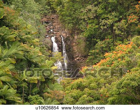 Picture -  Big Island, Island of Hawaii, HI, Hawaii, Northern Hawaii, Hamakua Coast, Maulua Falls, Canyon. Fotosearch